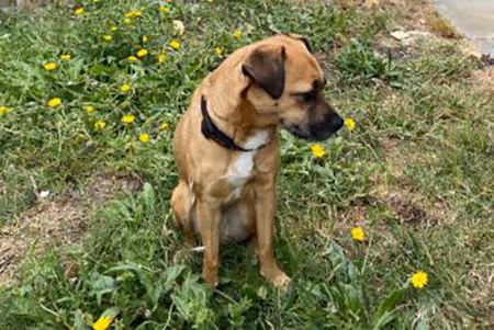 Dog gives support in Green Waste Removal