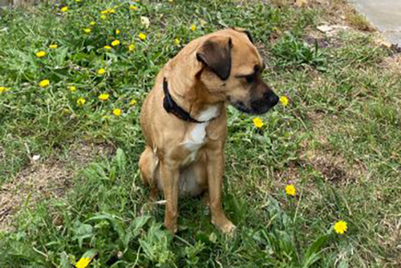 Dog gives support in Green Waste Removal