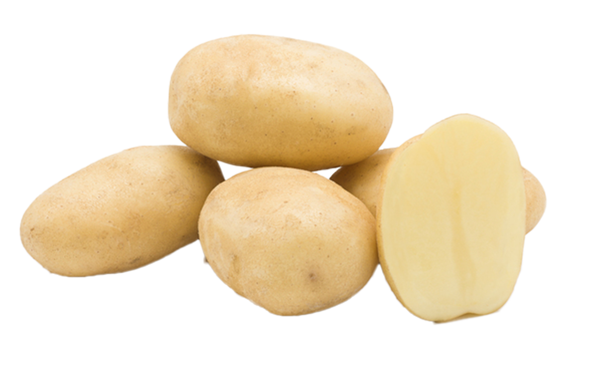 Een hoogwaardig tafelaardappelras met een gele, gladde schil en lichtgeel vruchtvlees. Brianna staat bekend om zijn gelijkmatige knollen, kookvastheid en goede smaak. Door de stevige structuur is hij ideaal om te koken en te bakken.