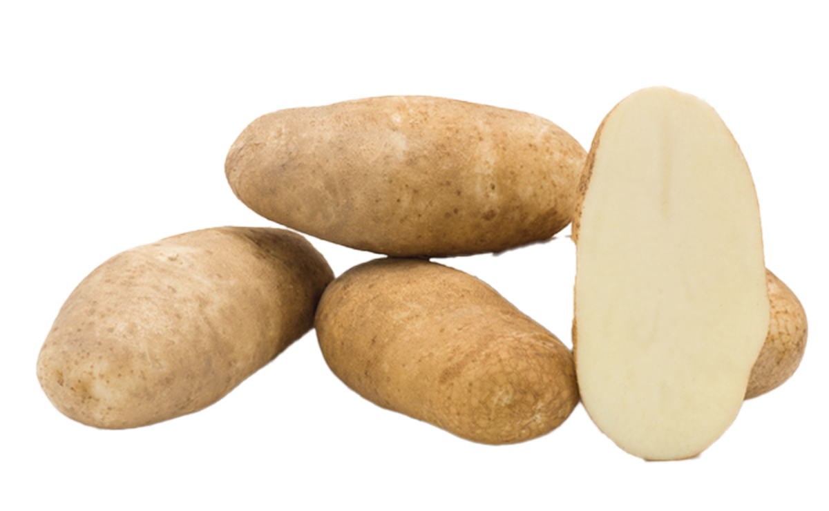 Castor is een consumptieras met een mooie, rode schil en witgeel vruchtvlees. Het is een aardappel met een lichte bloemigheid en een volle smaak. Uitermate geschikt voor koken, stamppotten en ovengerechten.