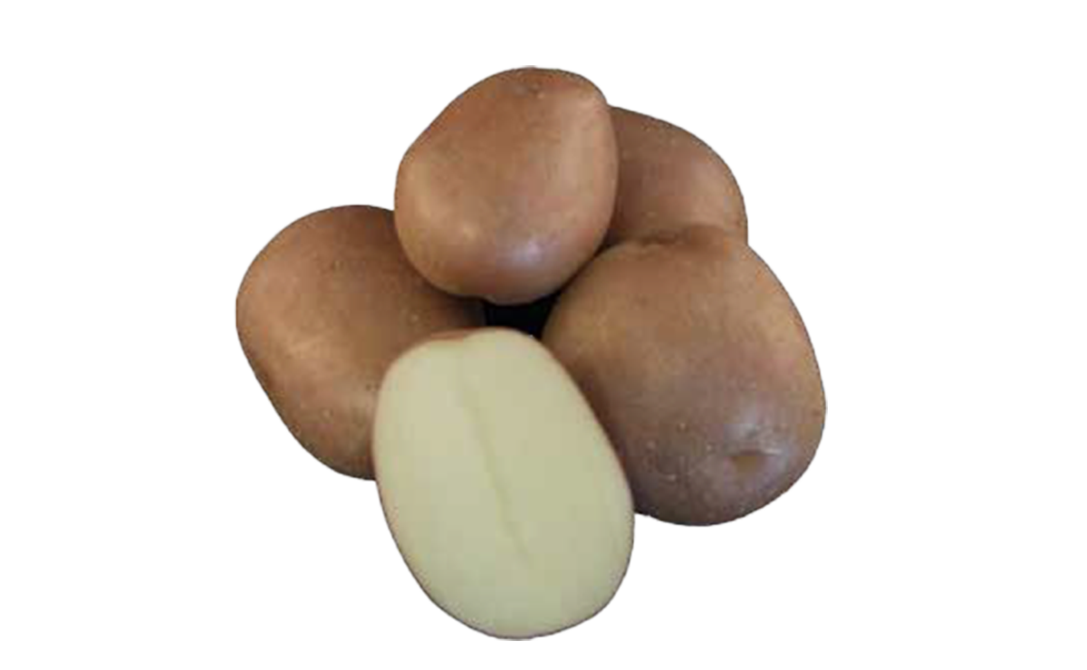 Een aantrekkelijke tafel- en fritesaardappel met een mooie ovale vorm en gele schil. Het gele vruchtvlees en de goede smaak zorgen voor veelzijdig gebruik: van koken en bakken tot friet. Monte Carlo blinkt uit in uniformiteit en opbrengst.