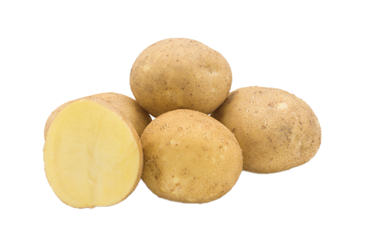 Een modern aardappelras dat hoge opbrengst combineert met goede resistenties. De knollen zijn ovaal tot langovaal en hebben een gladde gele schil. Het stevige, lichtgele vruchtvlees maakt SH C 909 geschikt voor zowel verse tafelaardappelen als verwerking.