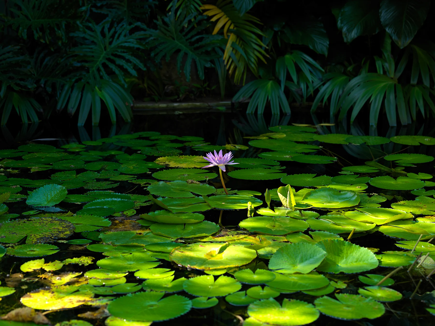 One of many beautiful lily ponds
