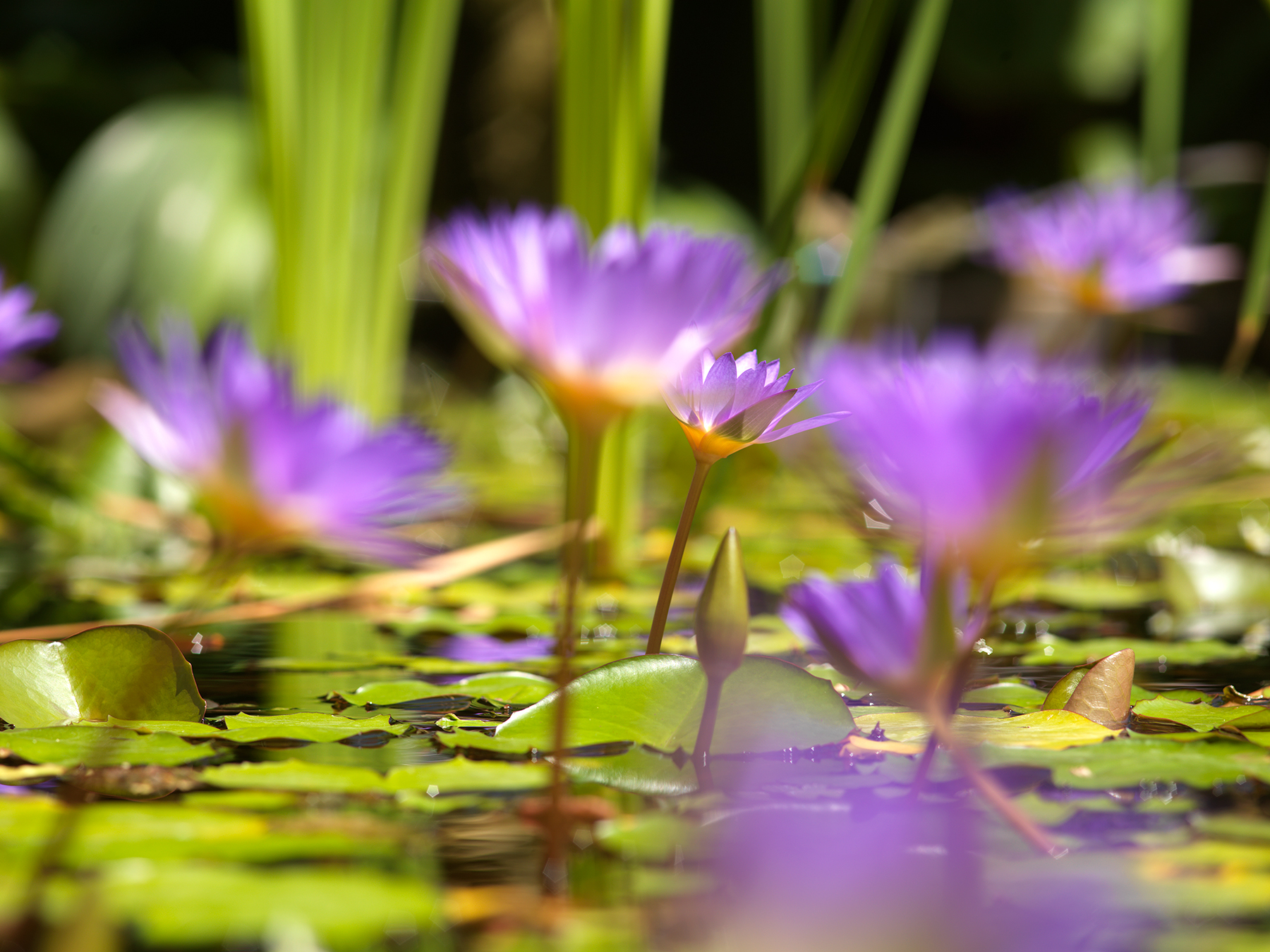 Purple lotus flowers amidst