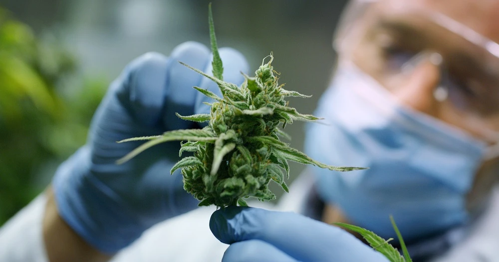 Is Medical Marijuana Legal in Texas?