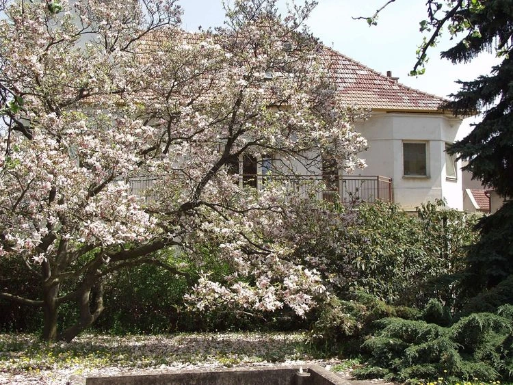 Pracoviště fnusa Brno se stromem