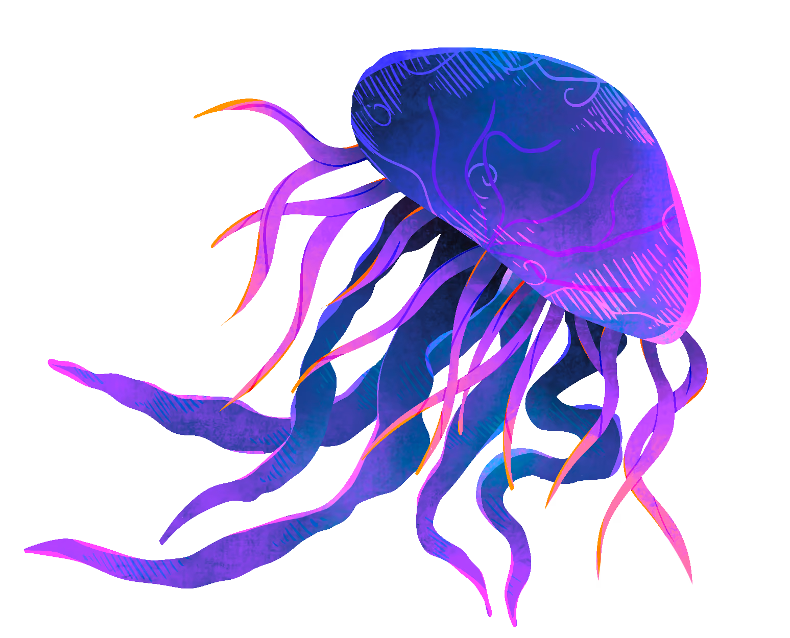 Illustration d'une méduse Chroma Studio.