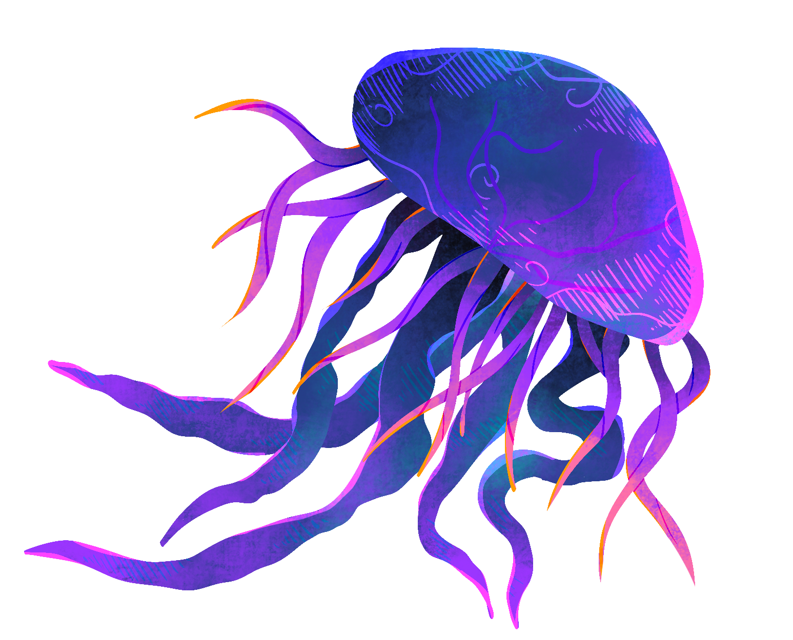Illustration d'une méduse Chroma Studio.