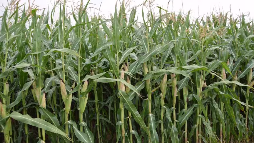 Mais veld Snijmaiskopen.nl