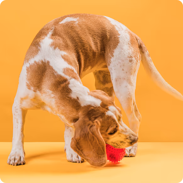 A happy golden retriever puppy playing with a chew toy from City Pets.