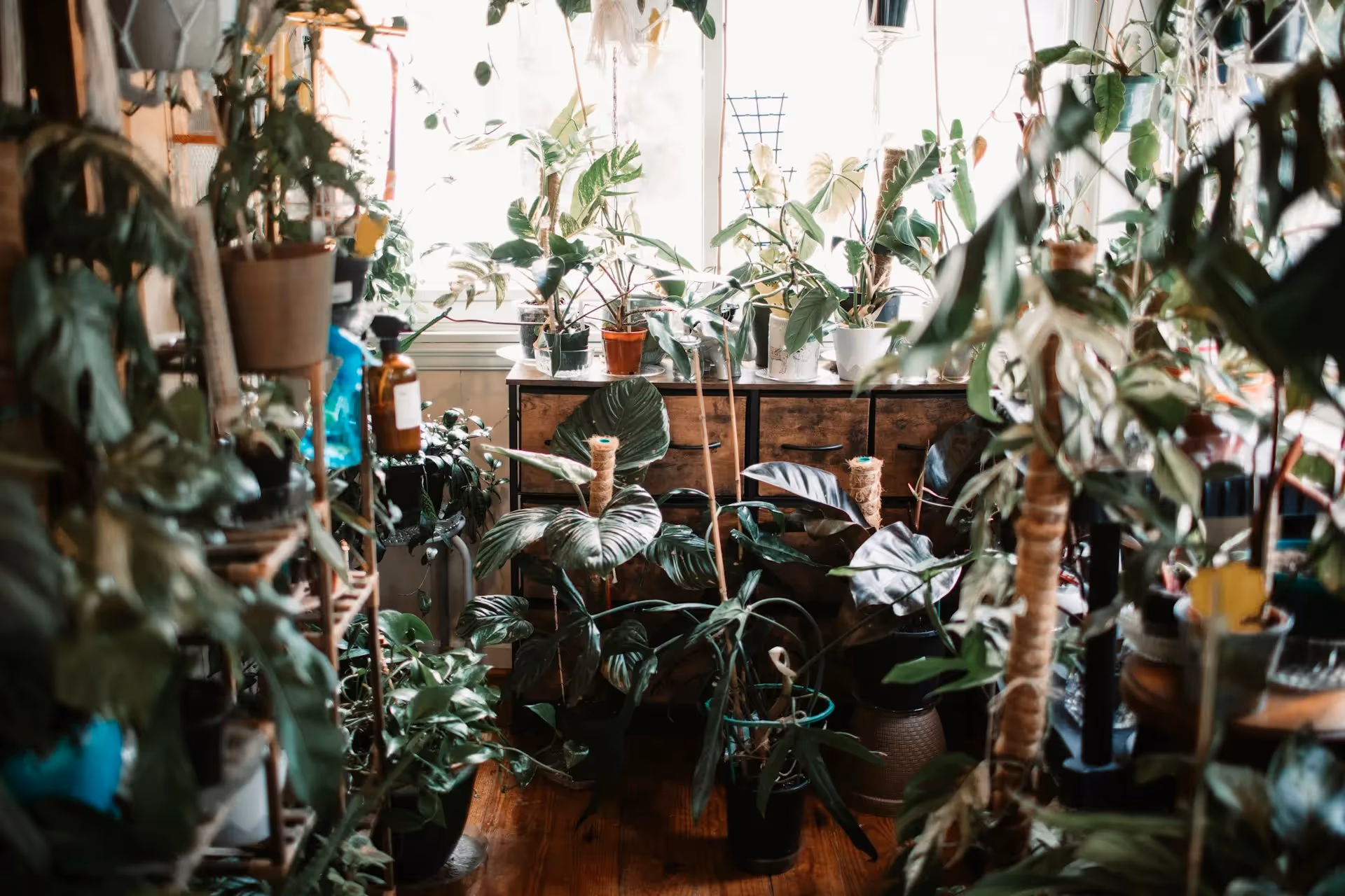 DPE local professionnel