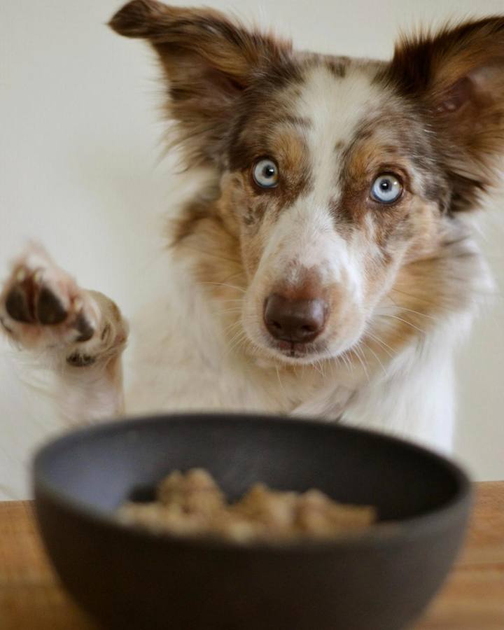 Dog waiting at a food bowl