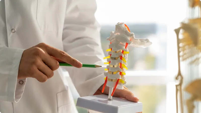 Ein Arzt zeigt ein Model der Wirbelsäule