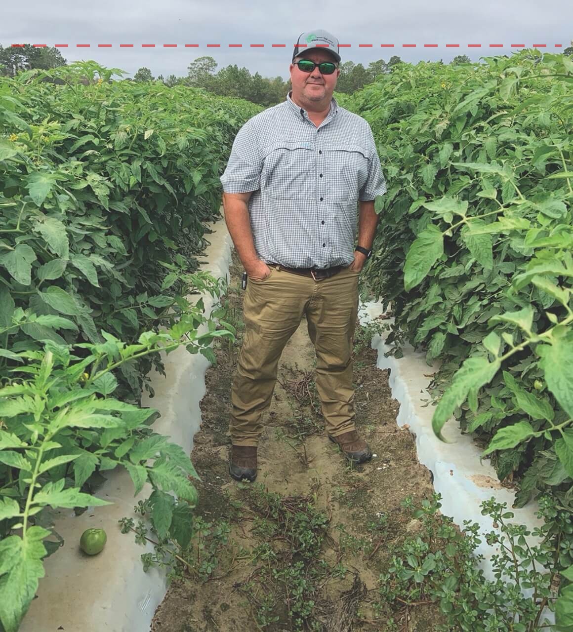 Georgia Commercial Tomato Field Trial: 36% More Cartons Per Acre with Soil Inoculant