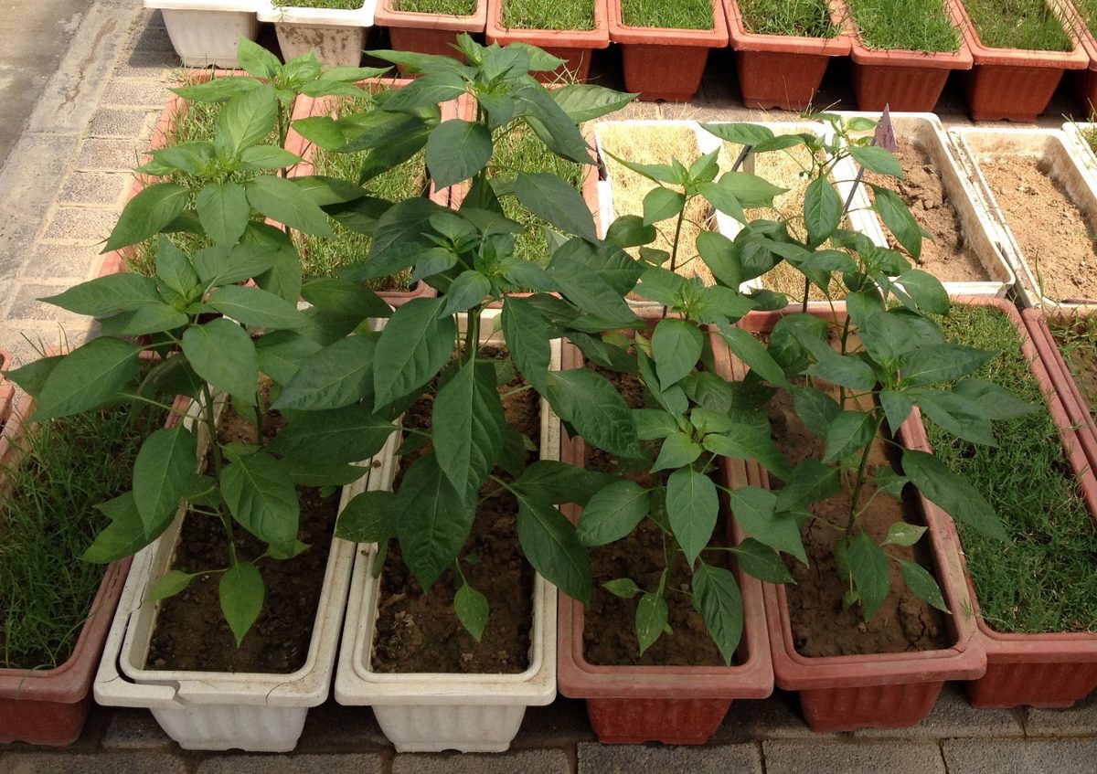 China Green Pepper Trial: 147% Yield Increase Without Fertilizer Using Multi-Strain Trichoderma