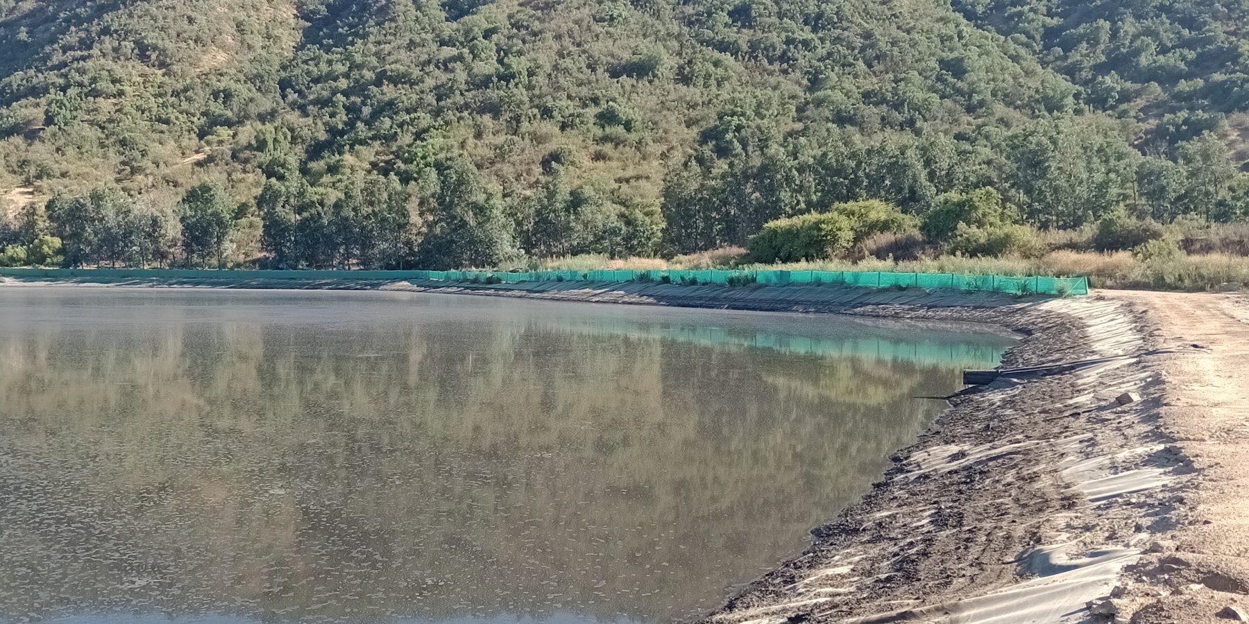 Before: the anaerobic swine manure lagoon at the first application, full and heavily loaded with an oily scummed surface.