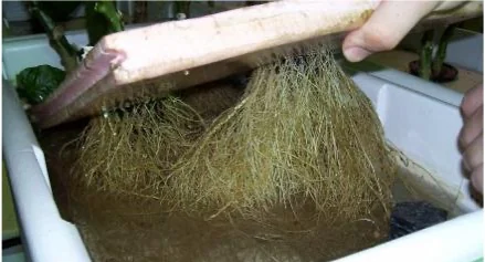Multi-Tricho treated: the same nutrient base, 126.4 grams of wet root mass and 26 cm roots, with all 24 transplants surviving.