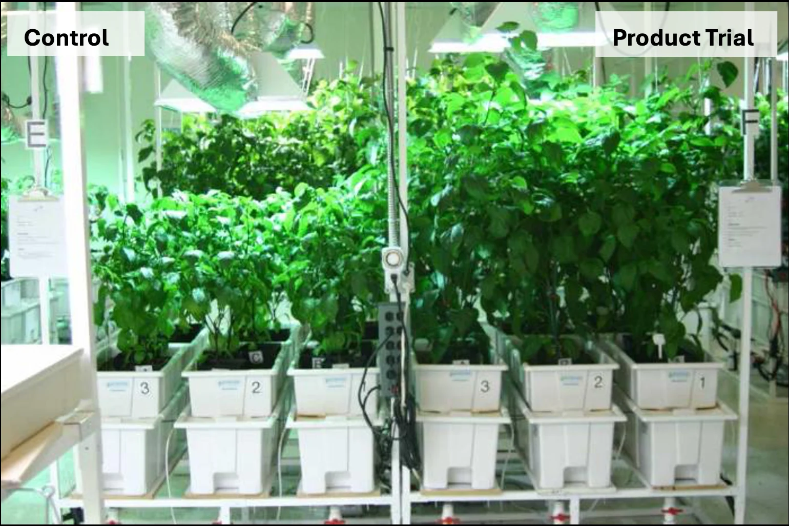 Arizona Pepper Trial: 100% Transplant Survival and 39% More Root Mass with Multi-Tricho Trichoderma