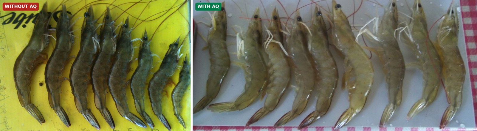 Shrimp size dispersion at harvest, without AQ versus with AQ, Colima Mexico trial