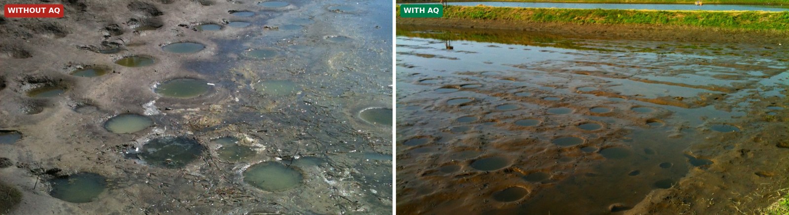 Shrimp pond bottom condition, without AQ versus with AQ, Colima Mexico trial