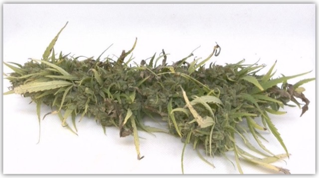 Tratado con Sunrise: 15.40% de CBD Total y 19.60% de cannabinoides totales, +25% y +25.6%. Δ9 THC en 0.03%, dentro del cumplimiento.