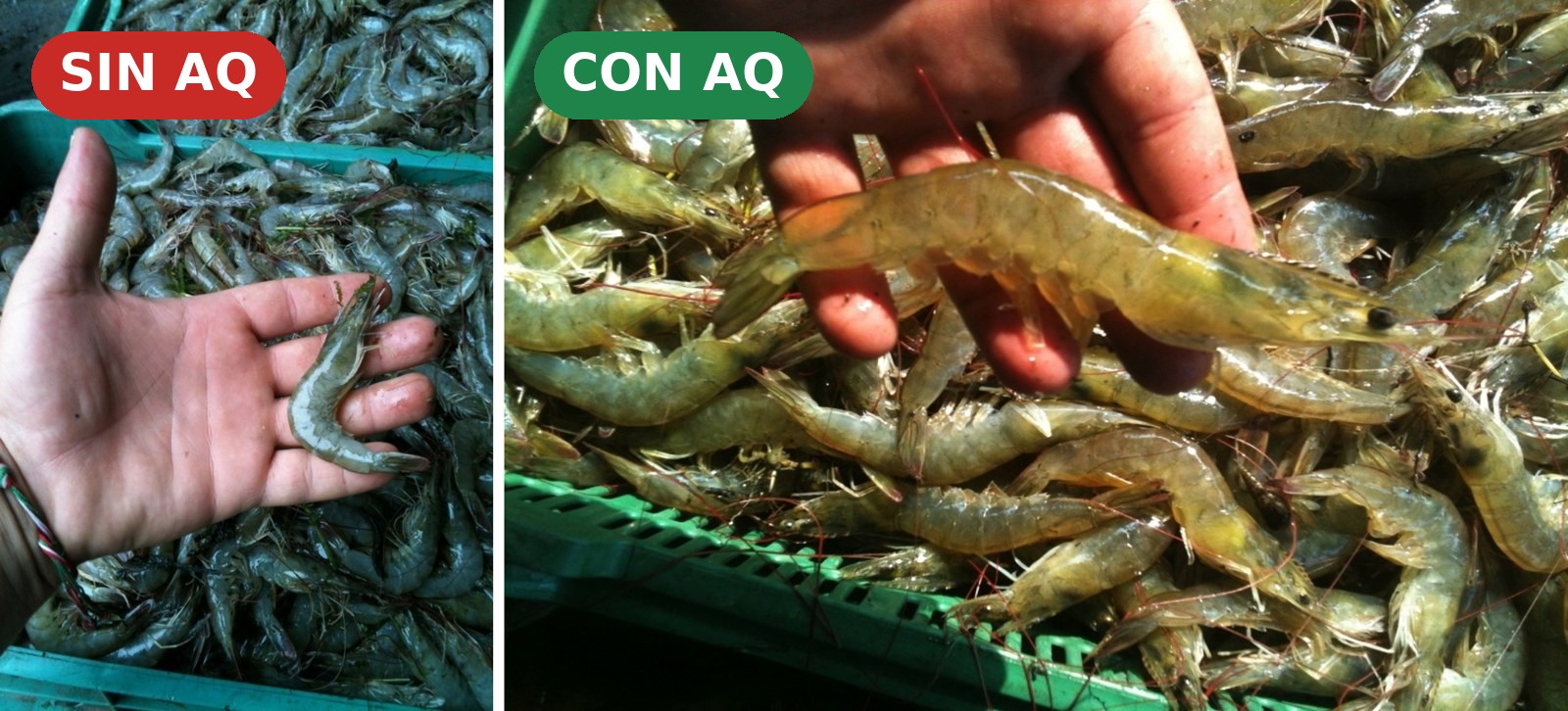 Cosecha: el estanque con AQ (derecha) produjo camarón más grande y limpio que el estanque testigo sin tratar (izquierda), subiendo la cosecha total a 4,268 kg.