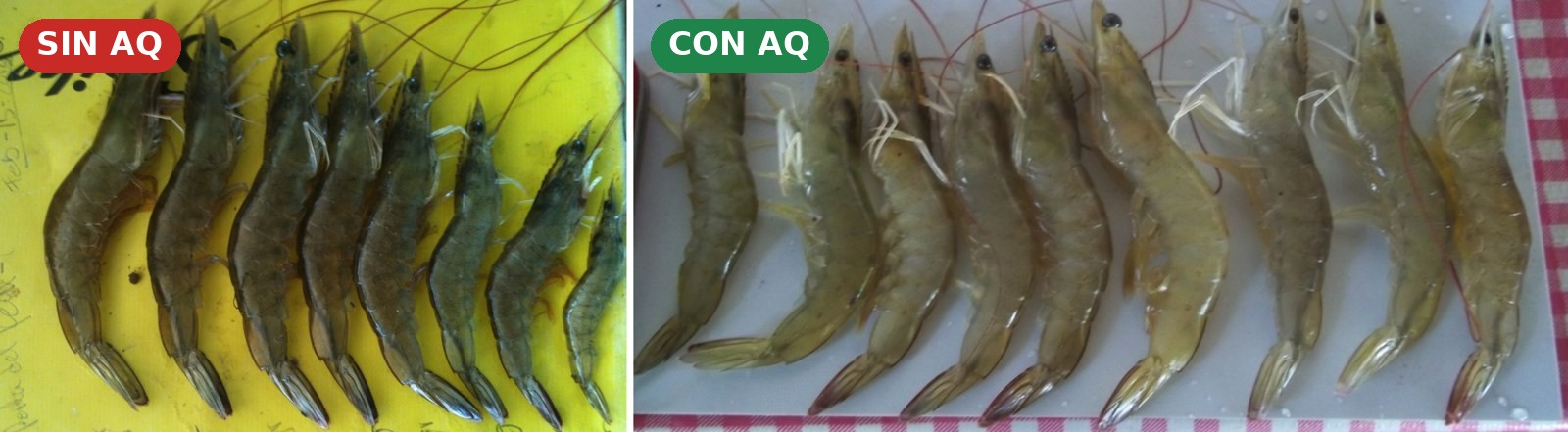 Dispersión de tallas del camarón a cosecha, sin AQ frente a con AQ, ensayo en Colima, México
