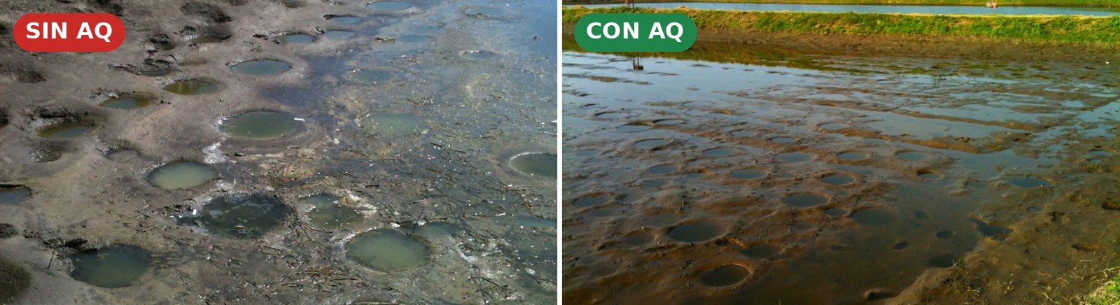 Condición del fondo del estanque de camarón, sin AQ frente a con AQ, ensayo en Colima, México