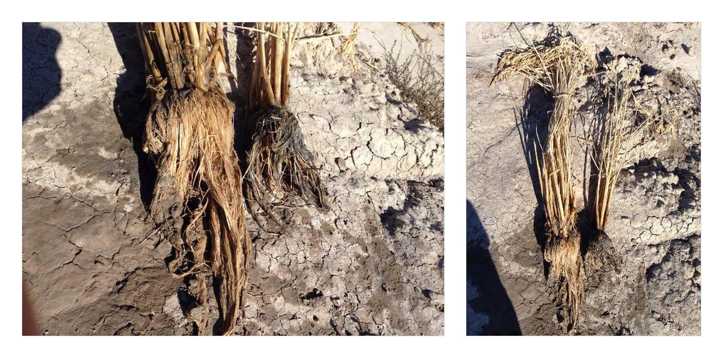 Sistemas radiculares en la cosecha, en el mismo suelo salino-alcalino: las plantas tratadas con Sunrise, a la izquierda, desarrollaron raíces más largas y densas que el campo testigo sin tratar, a la derecha, el desarrollo radicular detrás del aumento del 182% en el rendimiento.