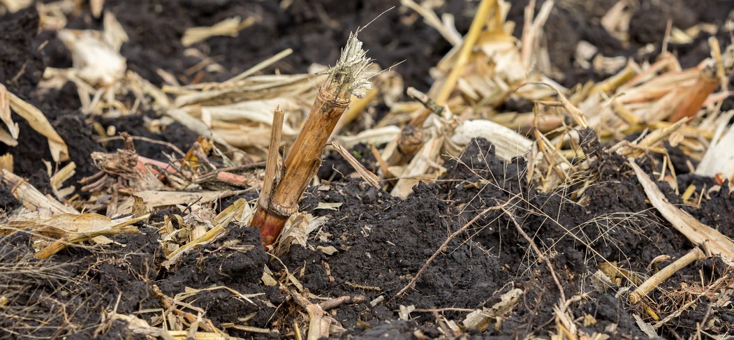 Chopped corn stalks and stubble lying on a field after harvest