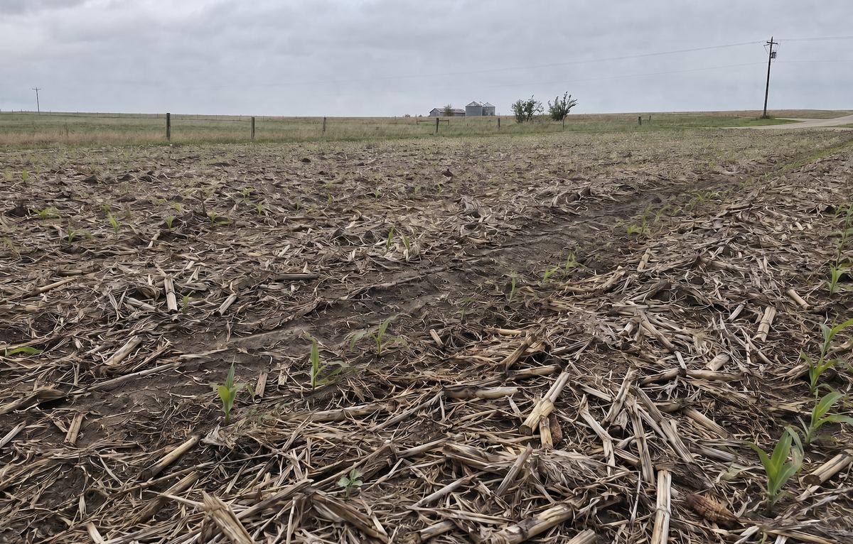 Corn seedlings emerging through no-till corn residue