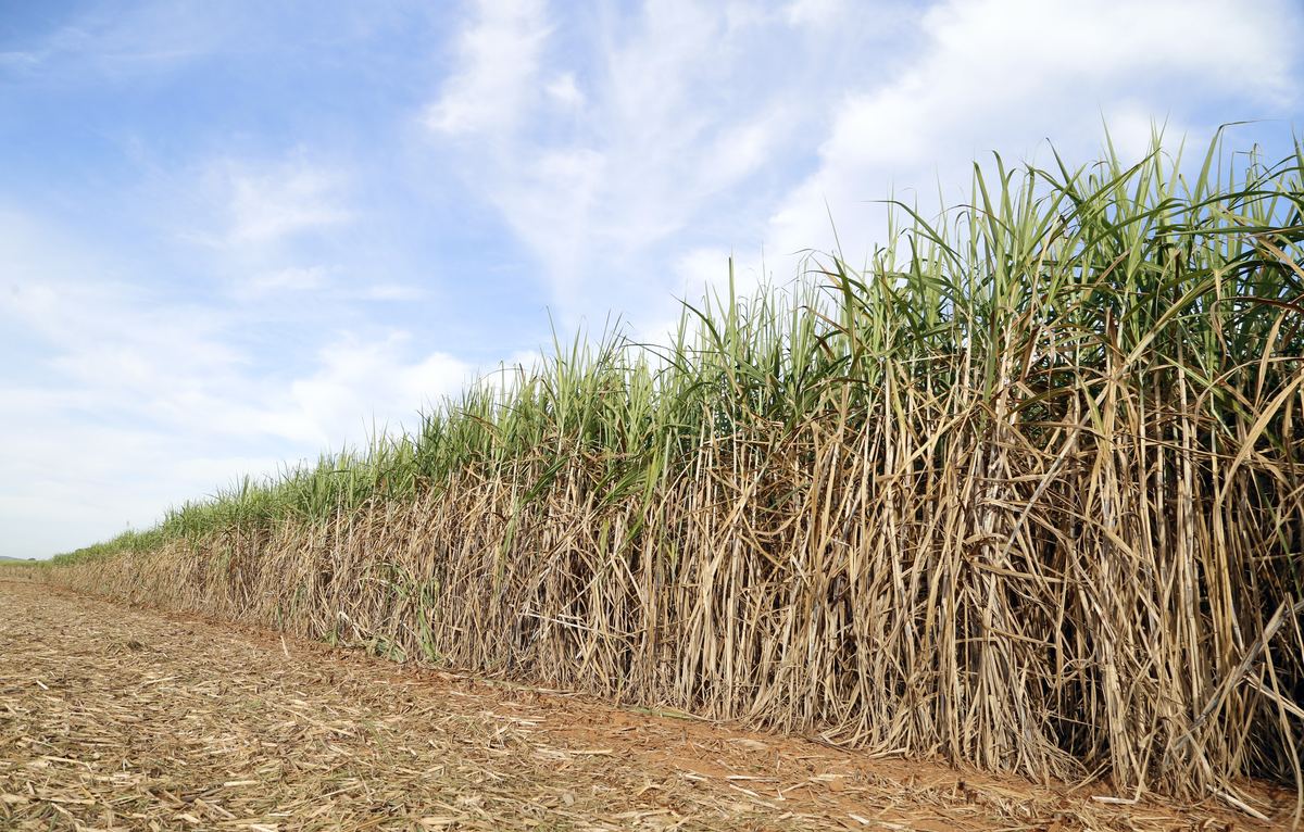 Sugarcane field edge with cane trash on the ground after harvest