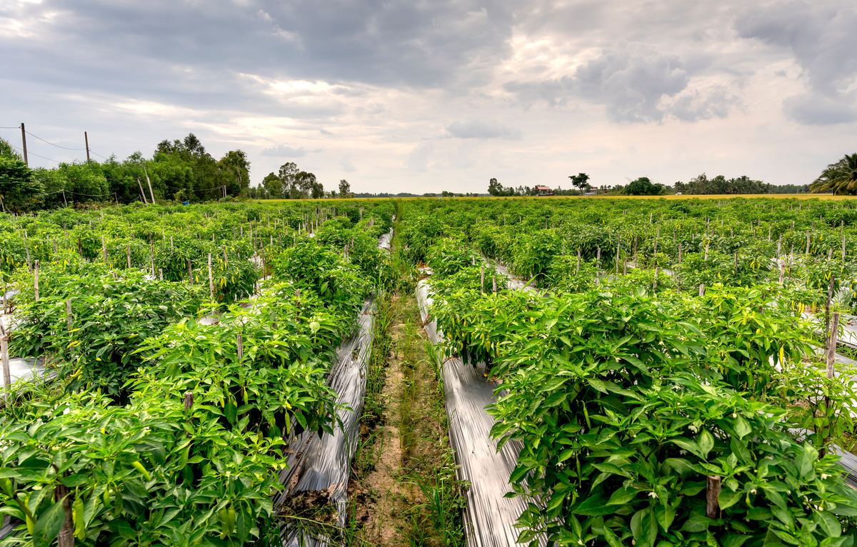 Rows of pepper plants on plastic mulch beds in an organic field