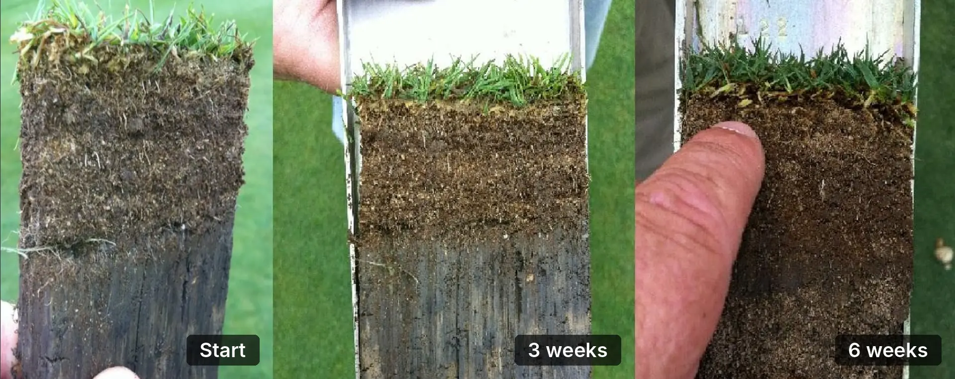 Golf course soil profile cores at the start, 3 weeks and 6 weeks into a Thatch Treat program