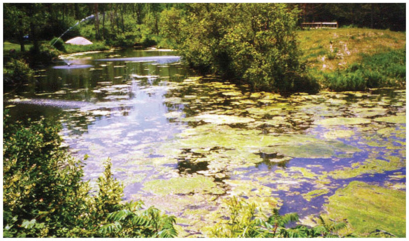 Day 0: the Wisconsin pond showed heavy algae, floating surface scum, cloudy water, and strong odor from excess organic matter and nutrient overload.