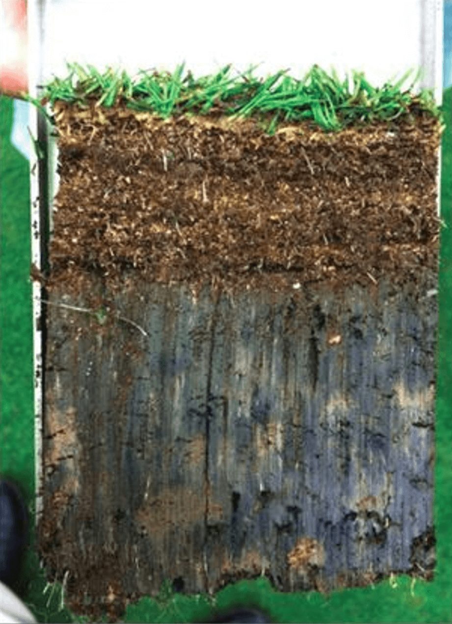 In treatment: Thatch Treat enzymes soften and digest the fibrous thatch mat in place, reopening the profile to water, air, and roots with no verticutting.