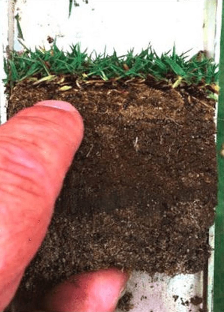 Day 40: thatch down to 0.5 inches, an 83% reduction, with greener, firmer turf and better infiltration, and no mechanical dethatching used.