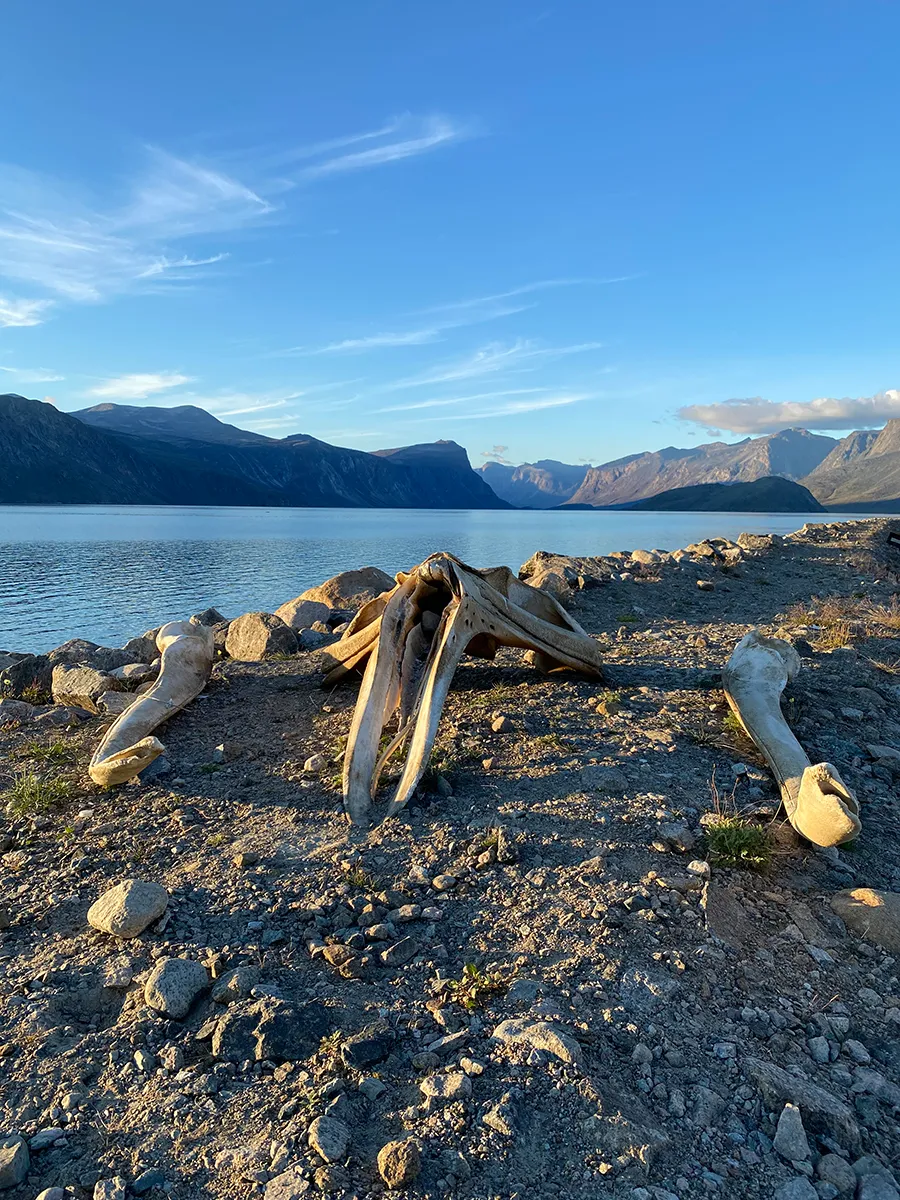 animal bones on a beach with water and mountains in the background.