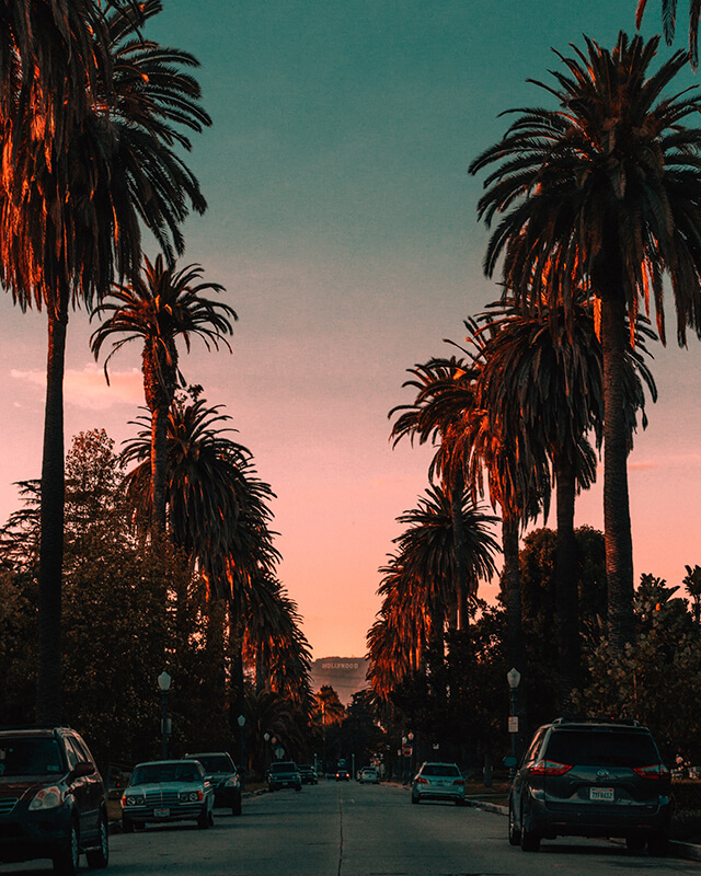 Los Angeles sunset with coconut trees in the road side