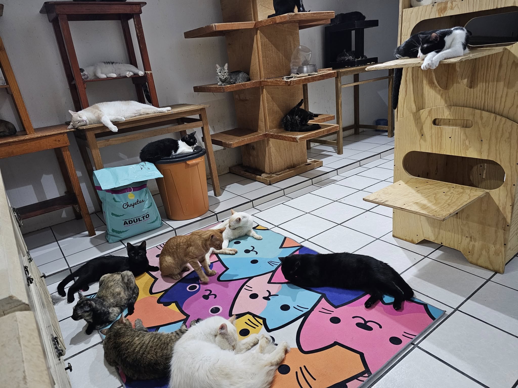 Gato rescatado por Buscando a Domino AC