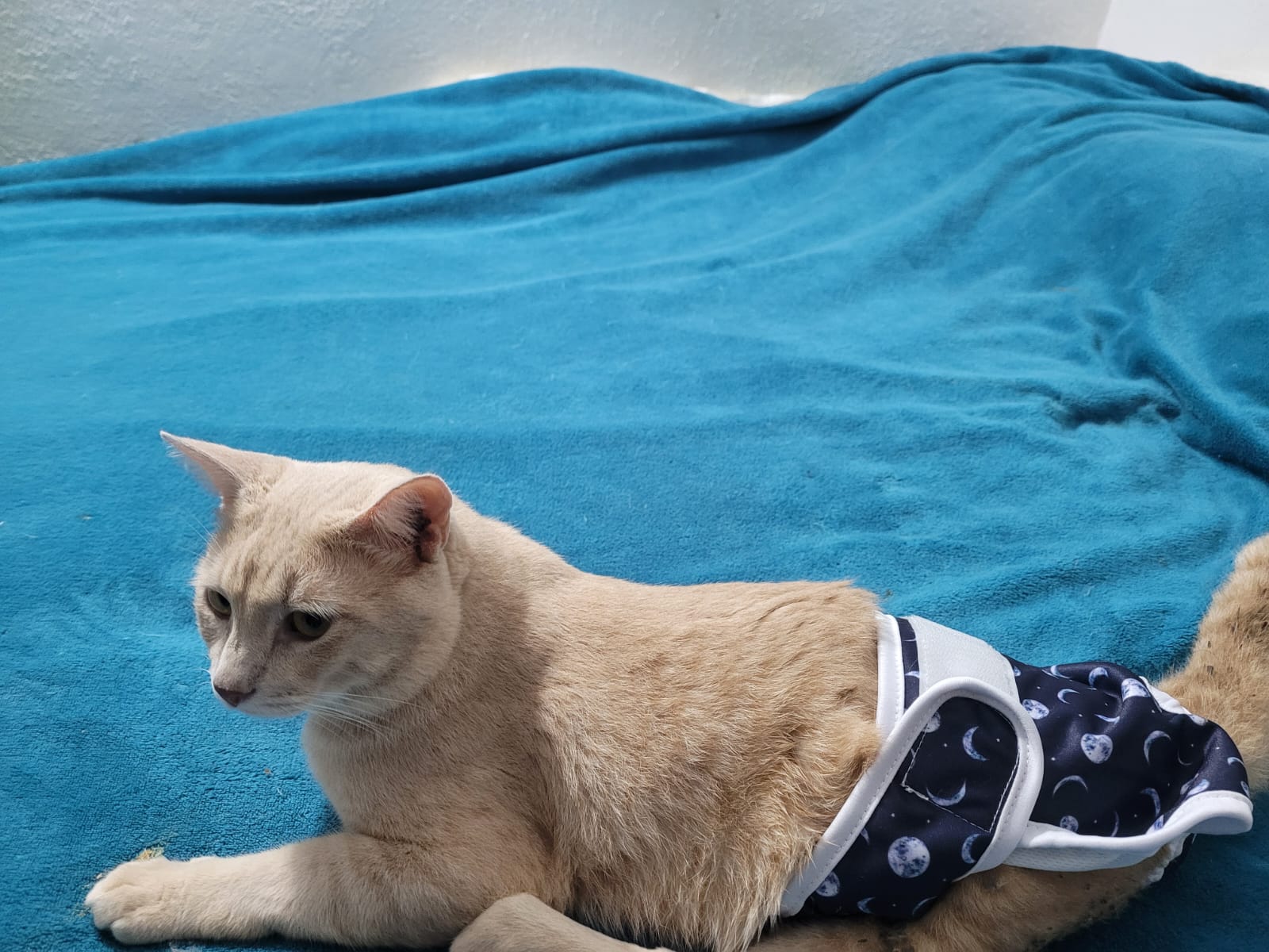 Gato especial llamado Angelito