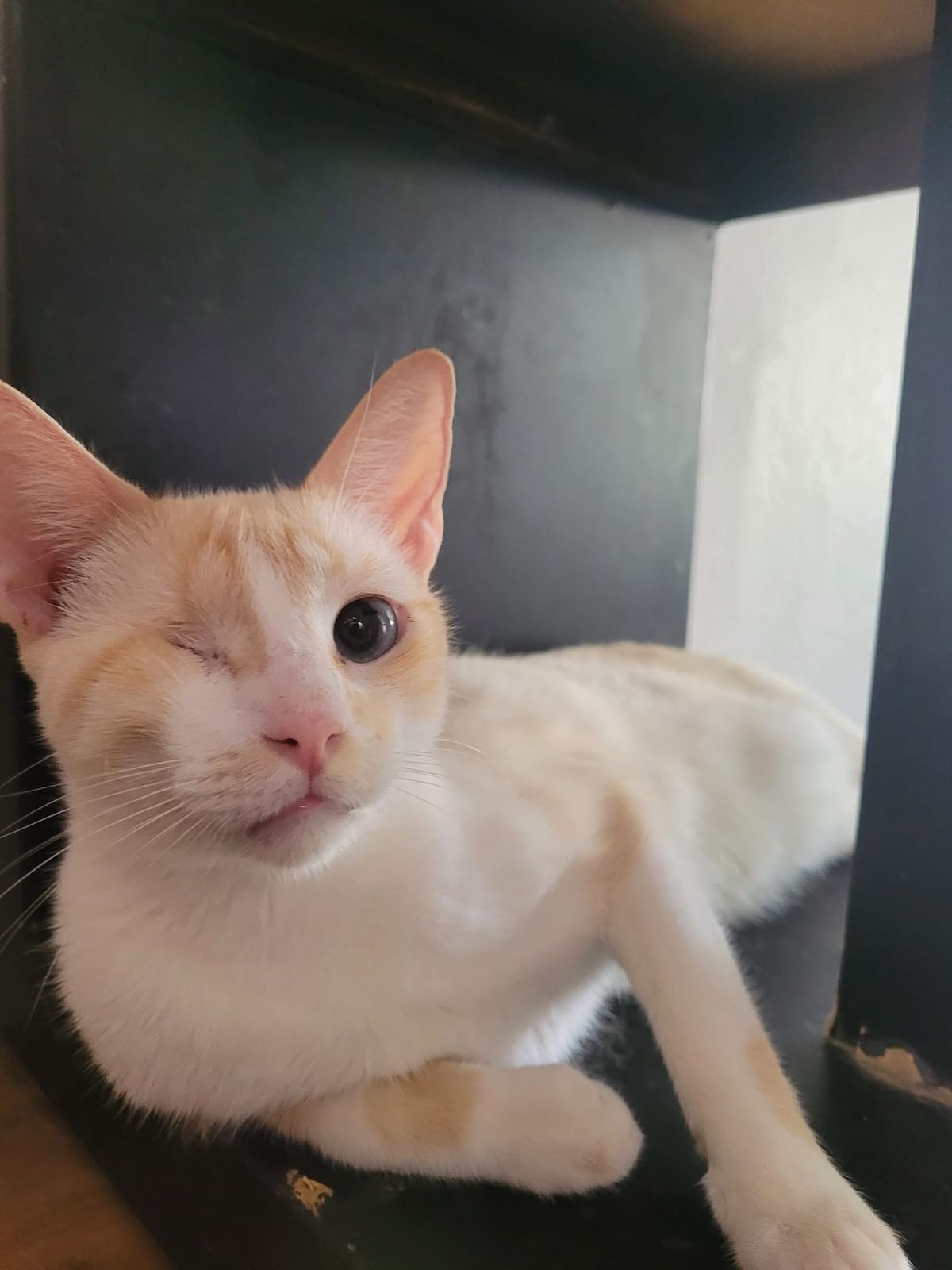 Gato blanco llamado Nube