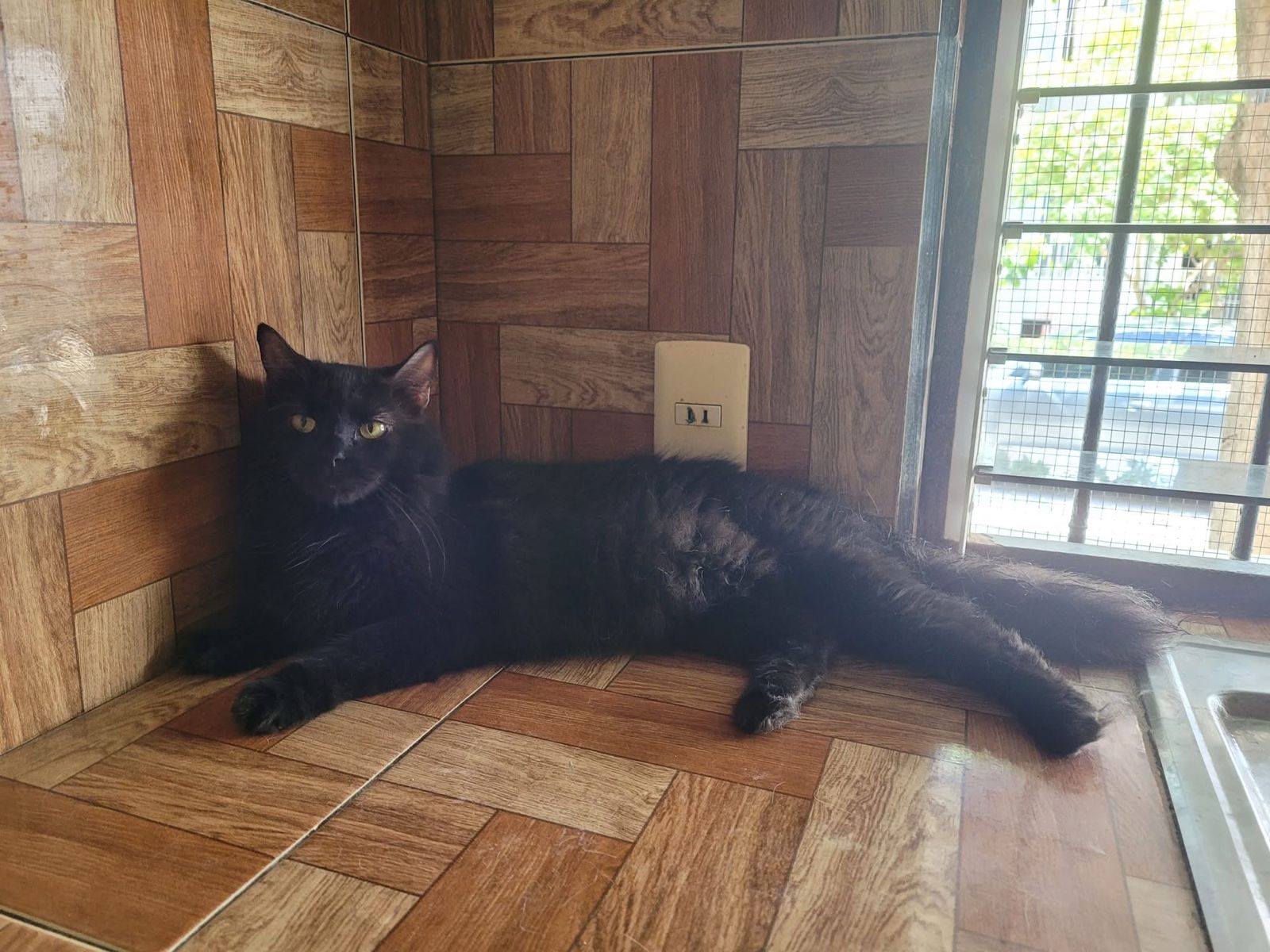 Gato negro llamado Nocti