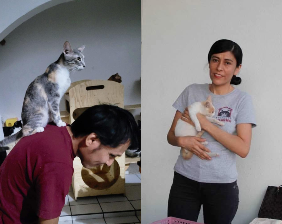 Gato de Ray y Azucena