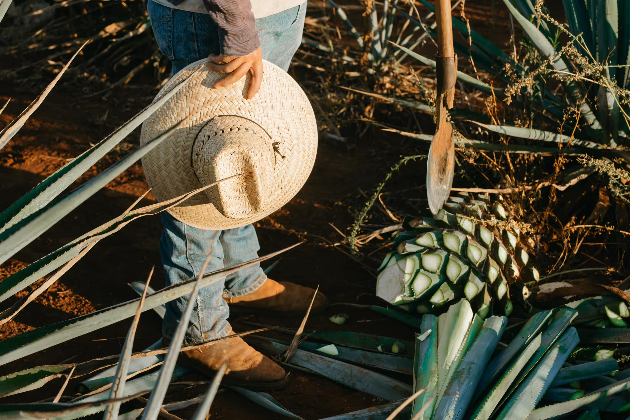agave plants