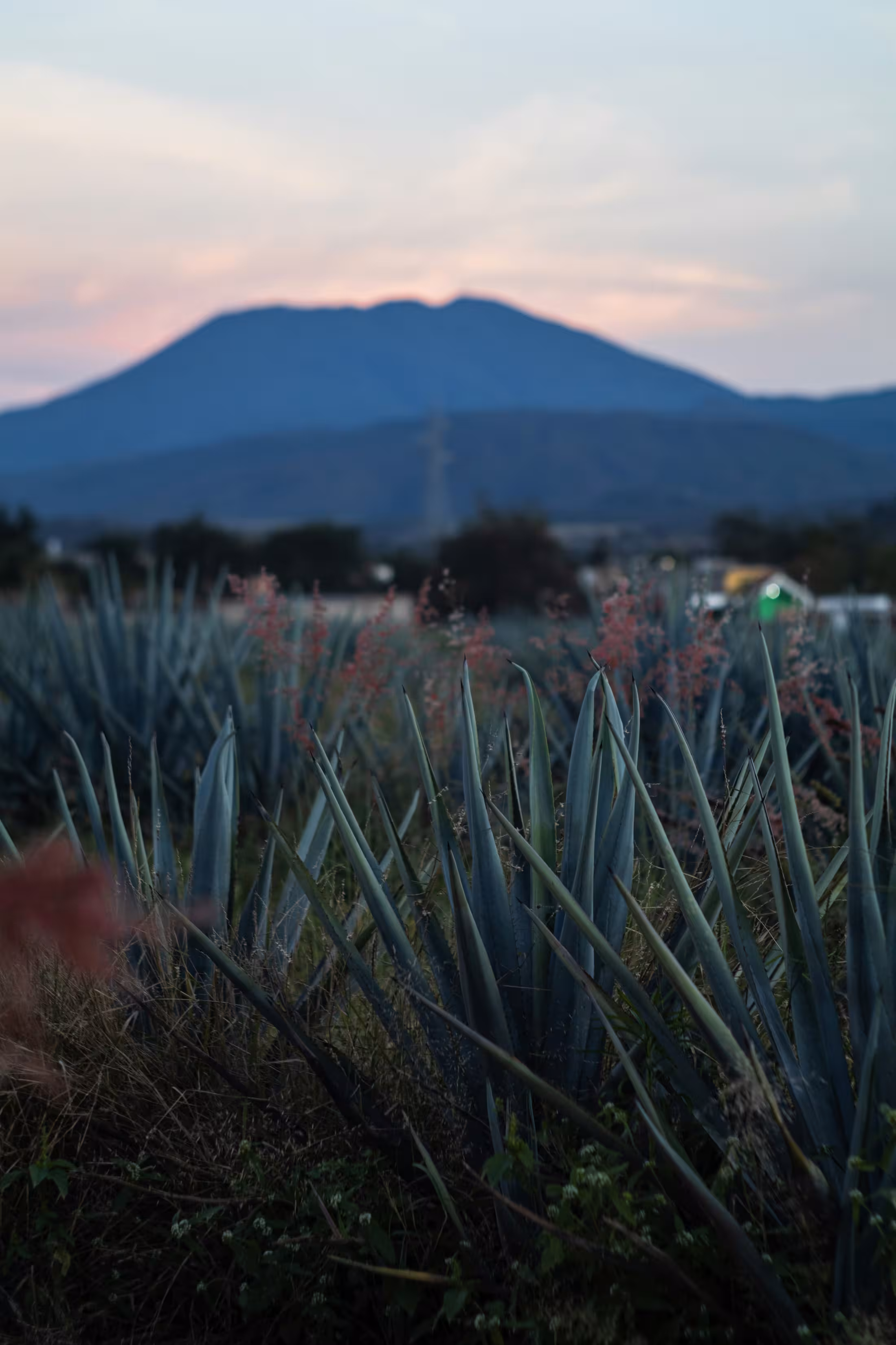 Cumbre de la vida tequila and RTDs