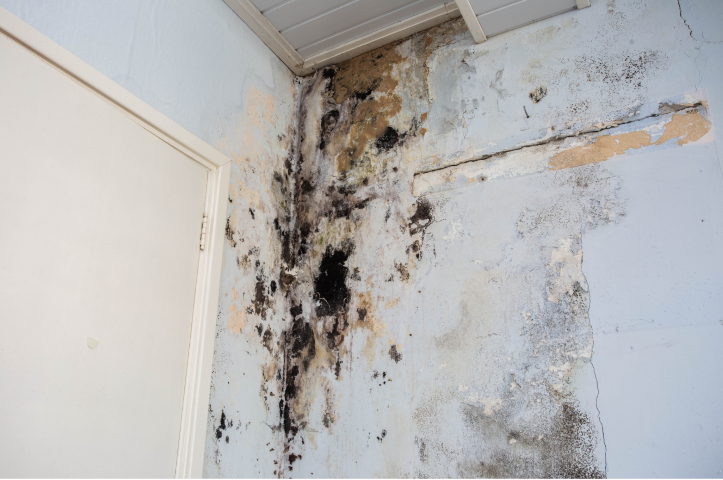 Mold Prevention and Remediation Services