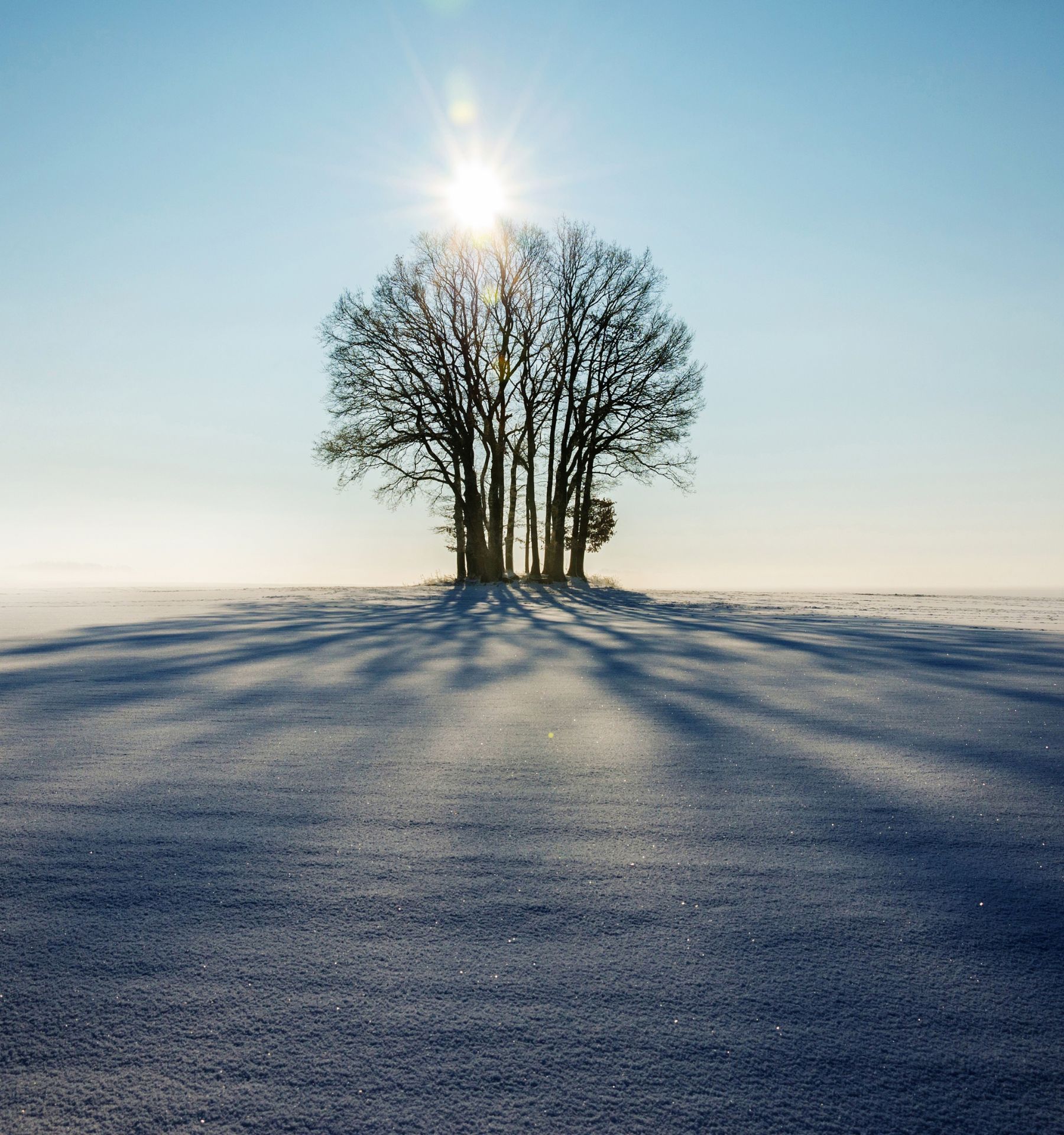a lone tree
