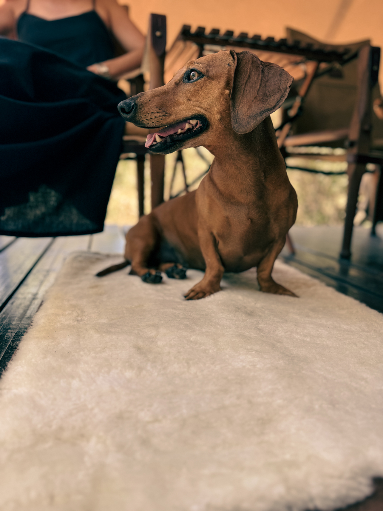 Handmade leather roll up mat for a dog, lined with locally sourced merino wool by Ray Leather Co.