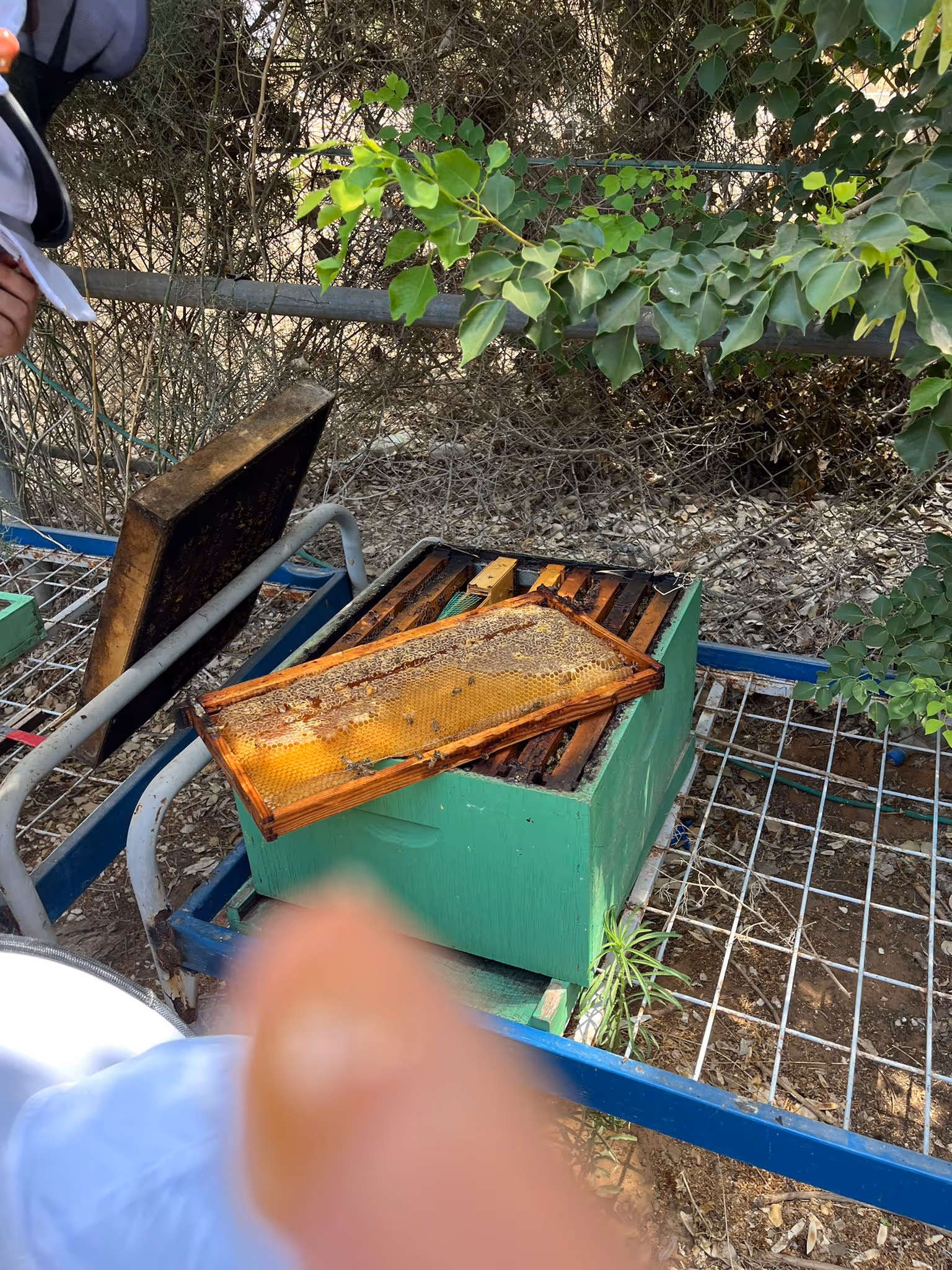 כוורנות בחוות שיח נפש